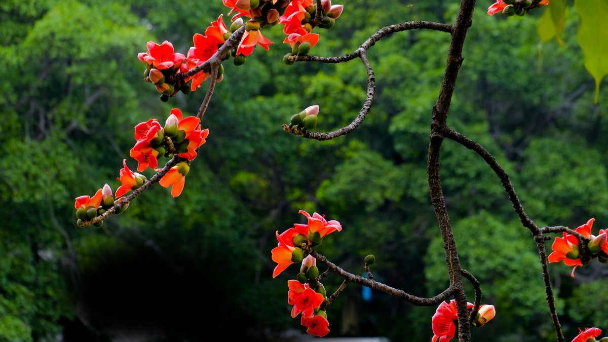 木棉花（二）