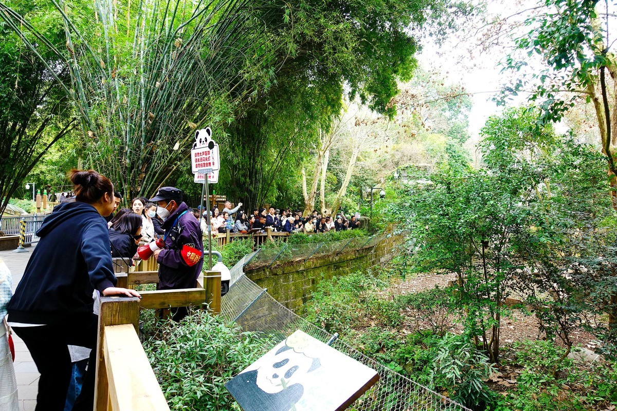 春日的熊猫基地