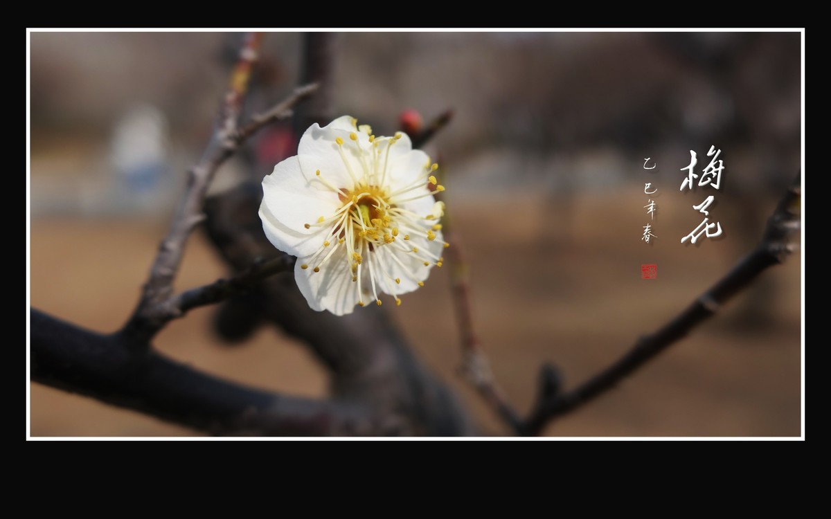 俏也不争春，只把春来报