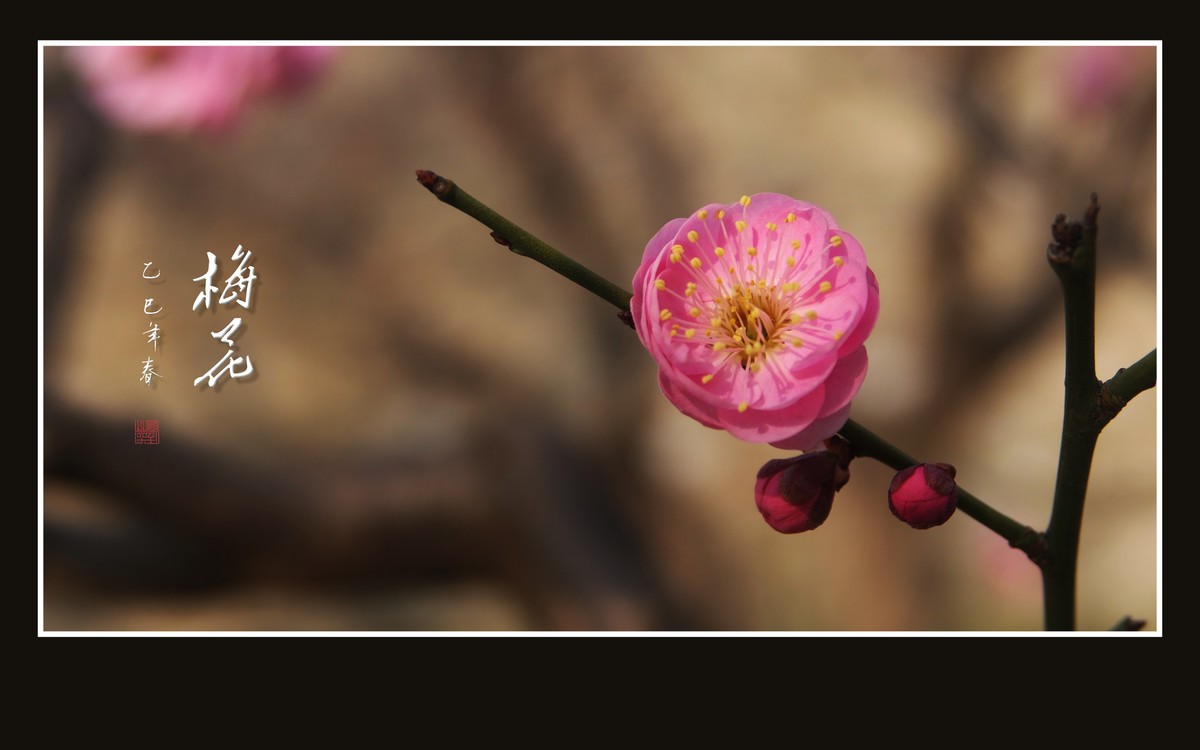 俏也不争春，只把春来报