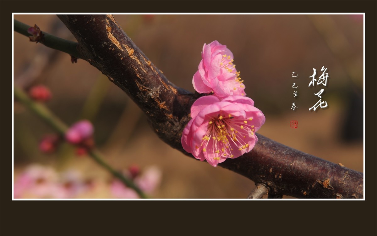 俏也不争春，只把春来报