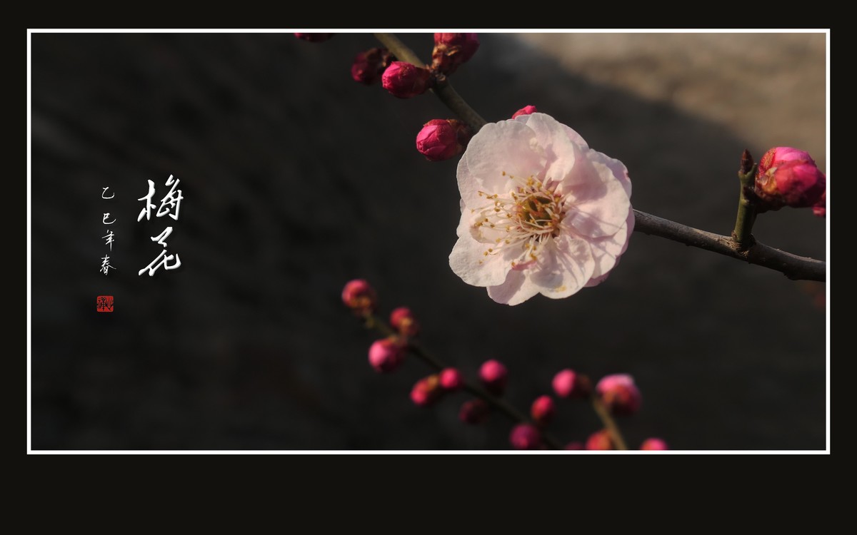 俏也不争春，只把春来报