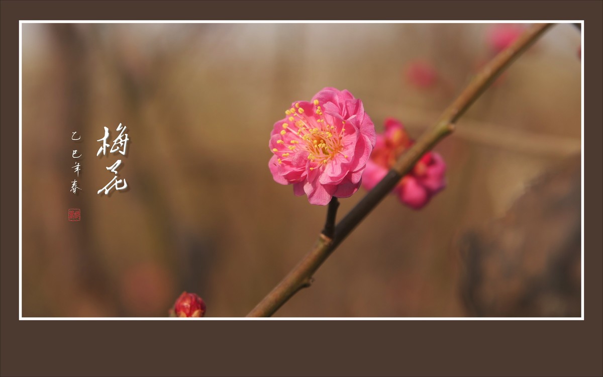 俏也不争春，只把春来报