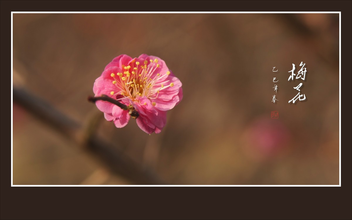 俏也不争春，只把春来报