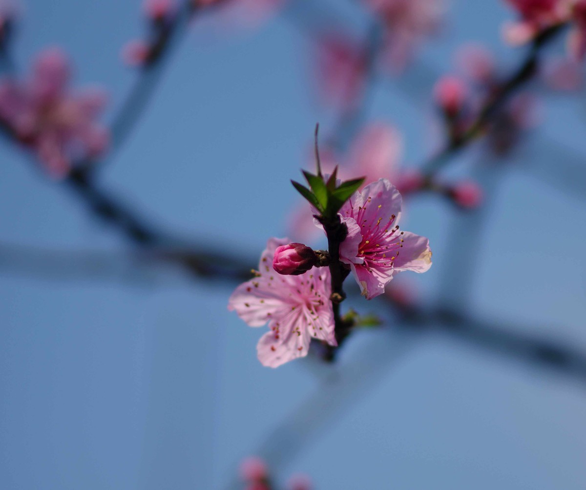 春暖花开