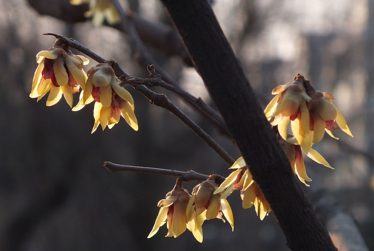 寻觅腊梅的光影