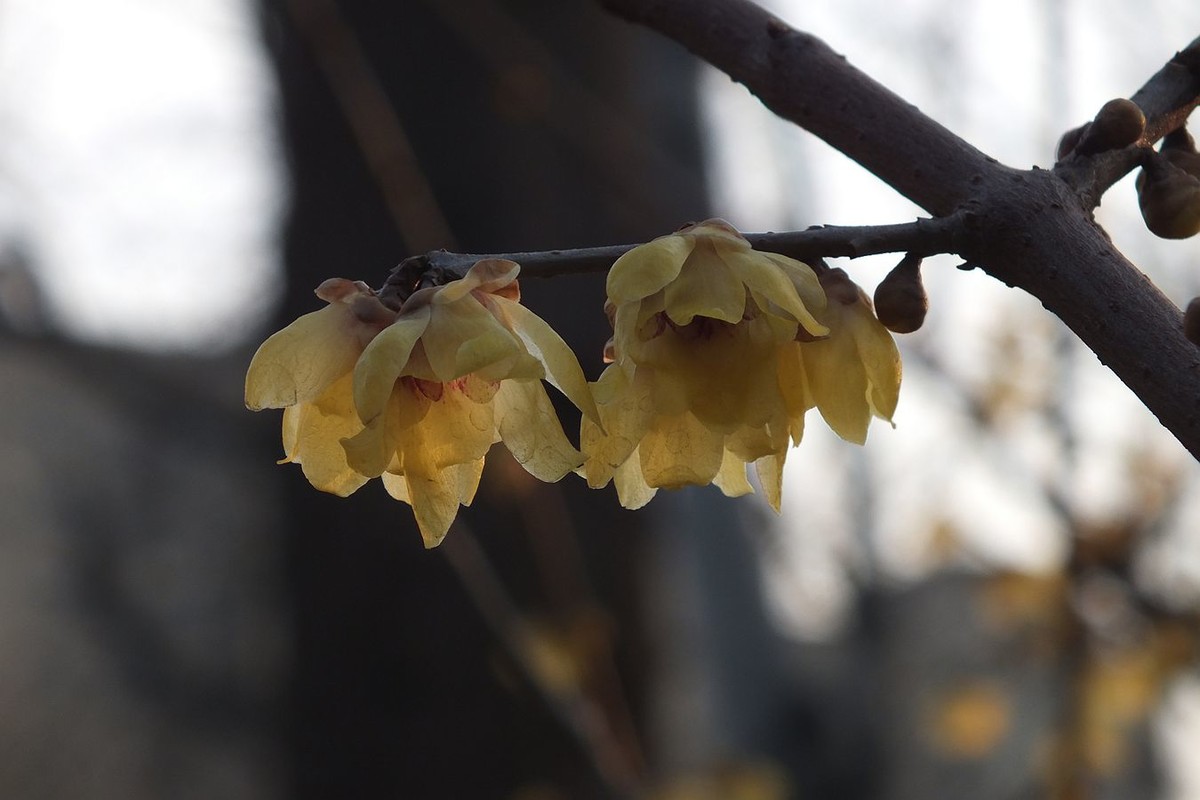 寻觅腊梅的光影