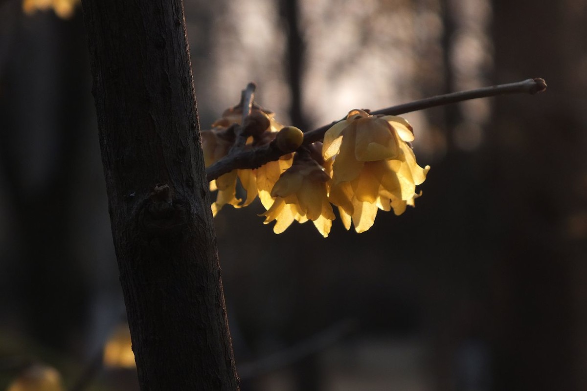 寻觅腊梅的光影