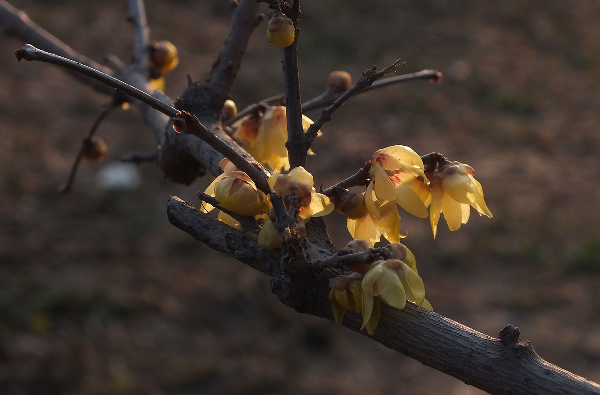 寻觅腊梅的光影