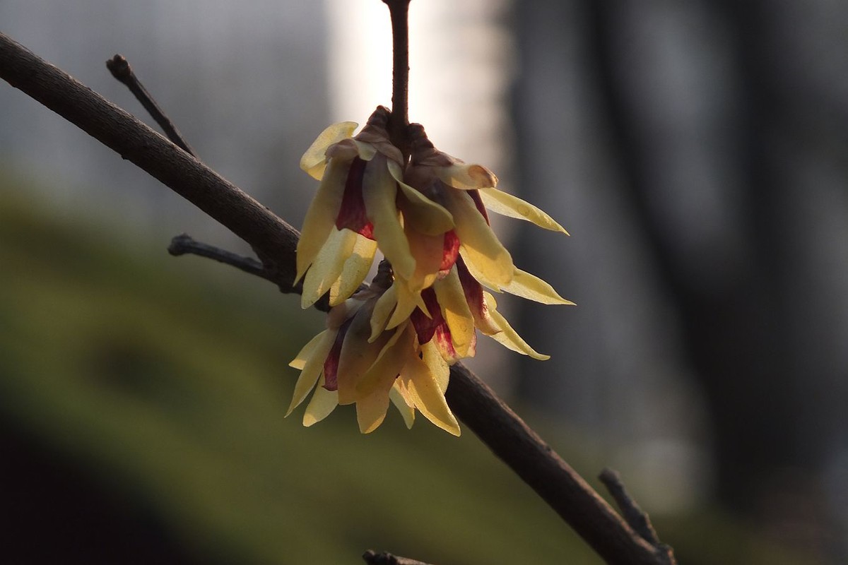 寻觅腊梅的光影