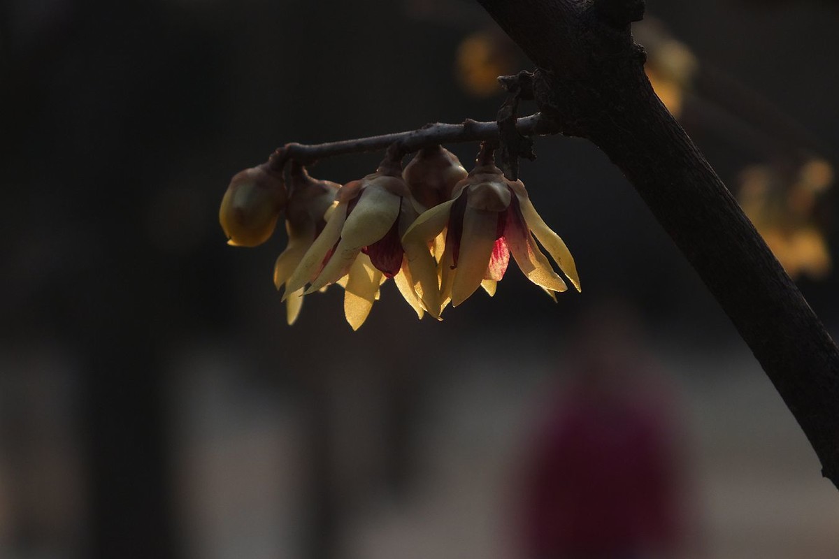 寻觅腊梅的光影