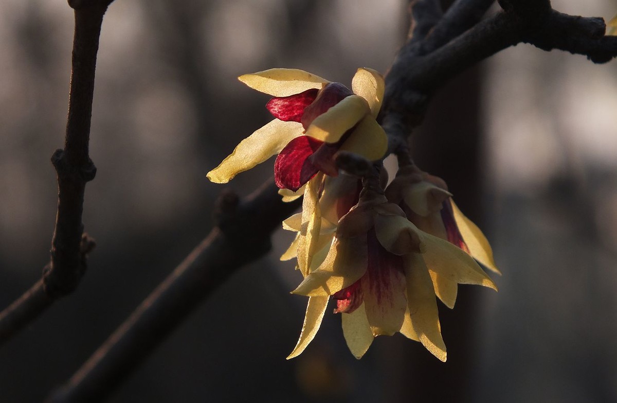 寻觅腊梅的光影