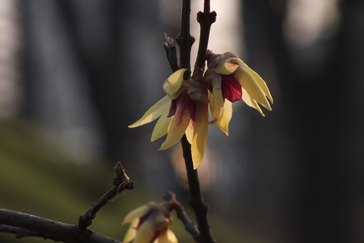 寻觅腊梅的光影