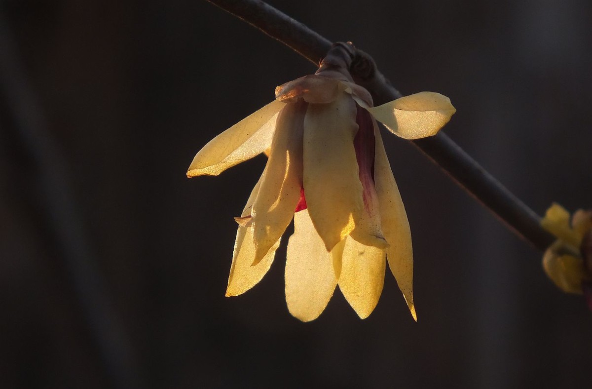 寻觅腊梅的光影