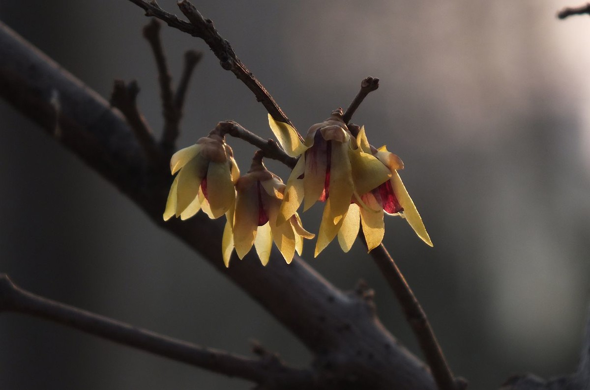 寻觅腊梅的光影