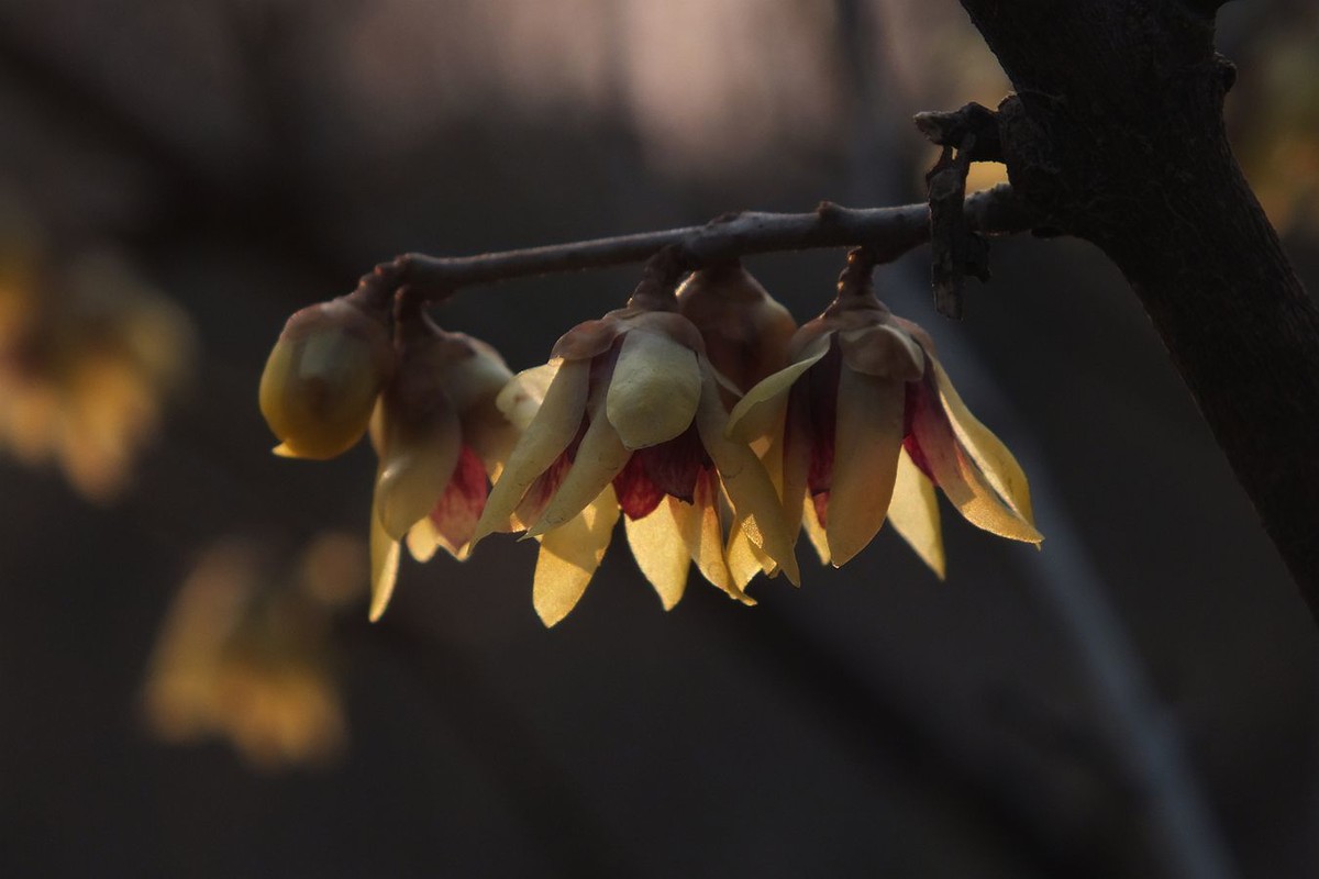 寻觅腊梅的光影