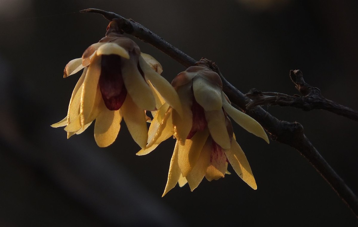 寻觅腊梅的光影