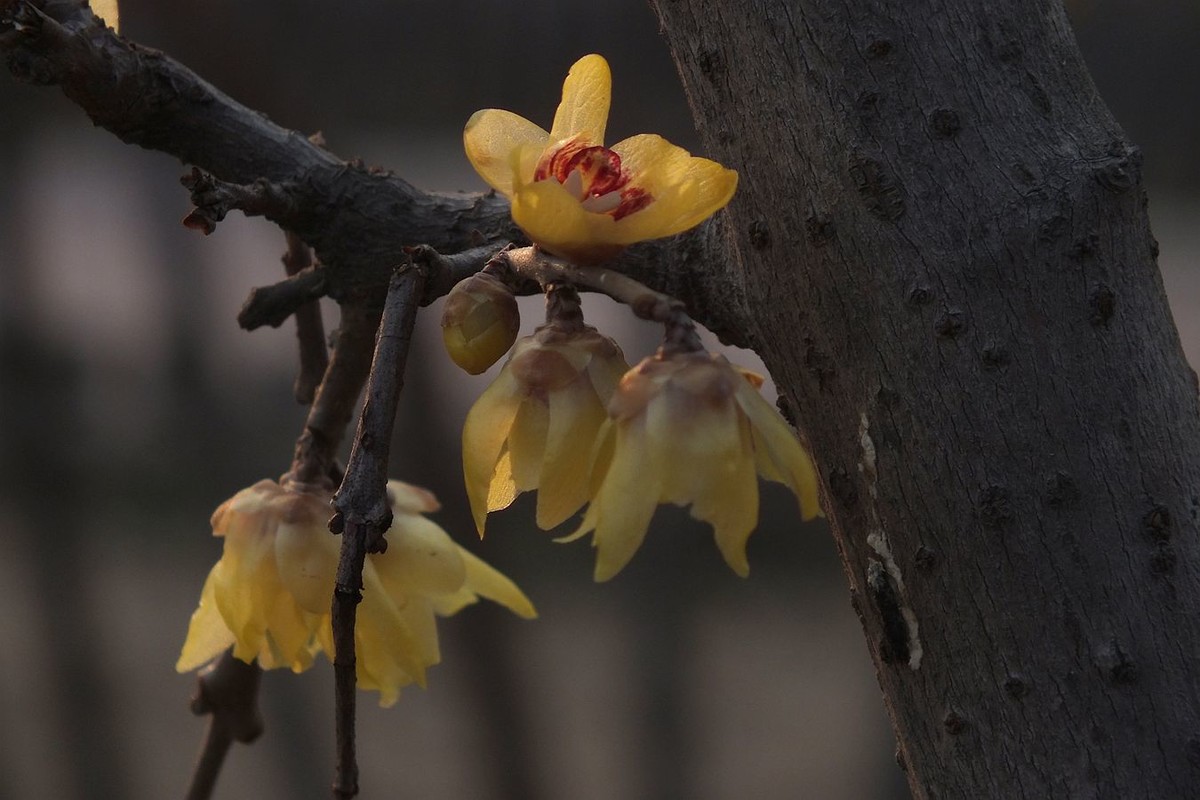 寻觅腊梅的光影