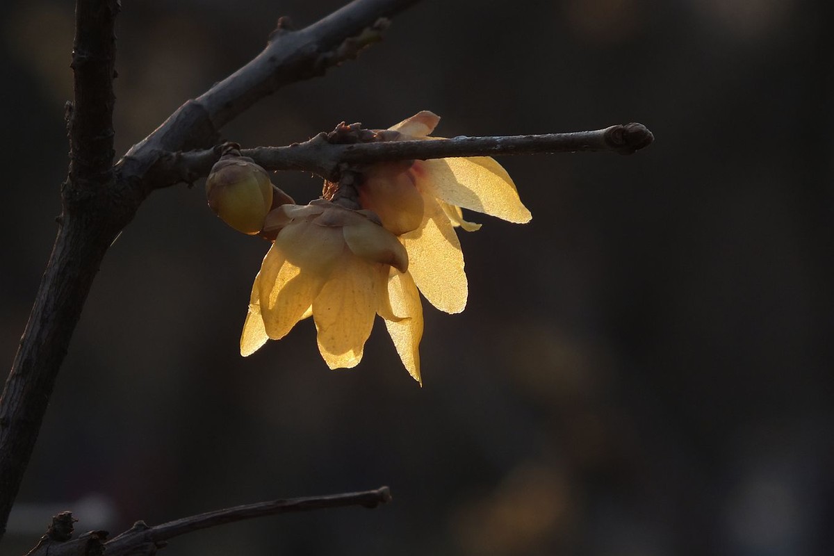 寻觅腊梅的光影
