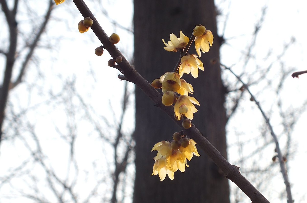 寻觅腊梅的光影