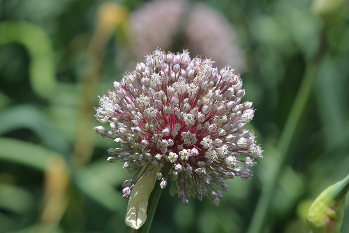 拍摄花卉一（631）