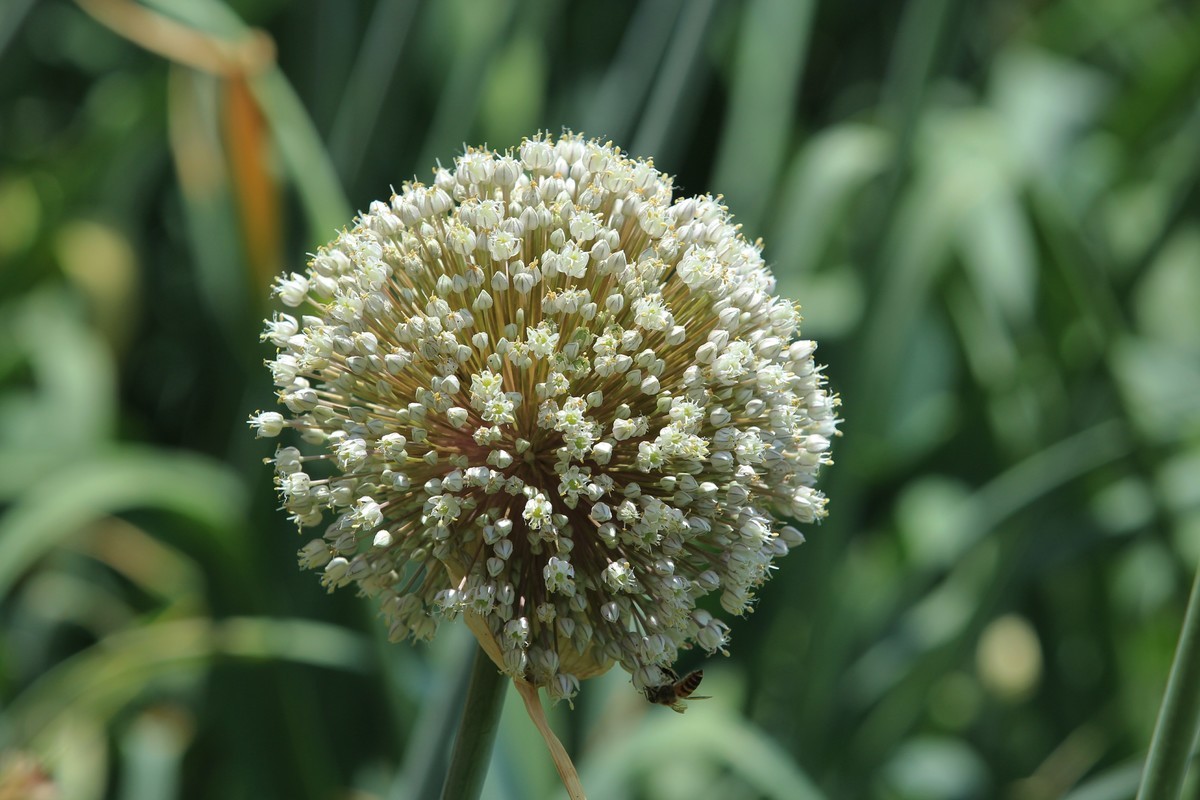 拍摄花卉一（631）