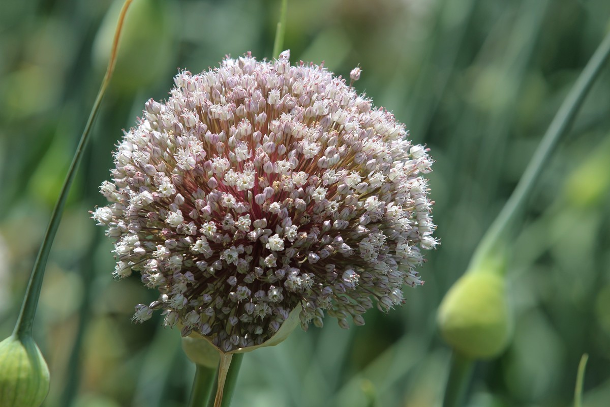 拍摄花卉一（631）