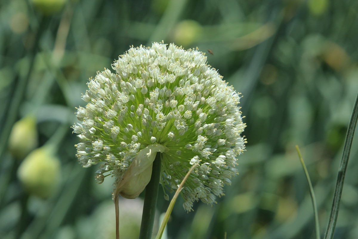 拍摄花卉一（631）