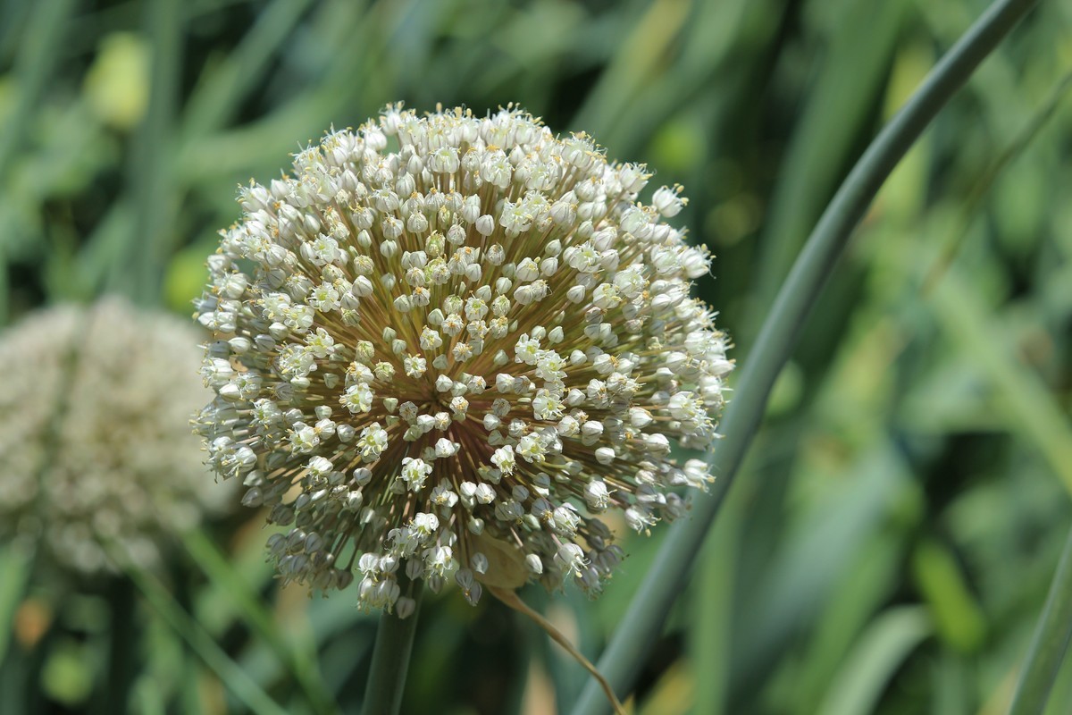 拍摄花卉一（631）