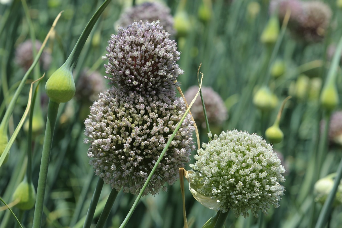 拍摄花卉一（631）