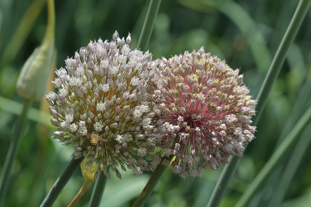 拍摄花卉一（631）