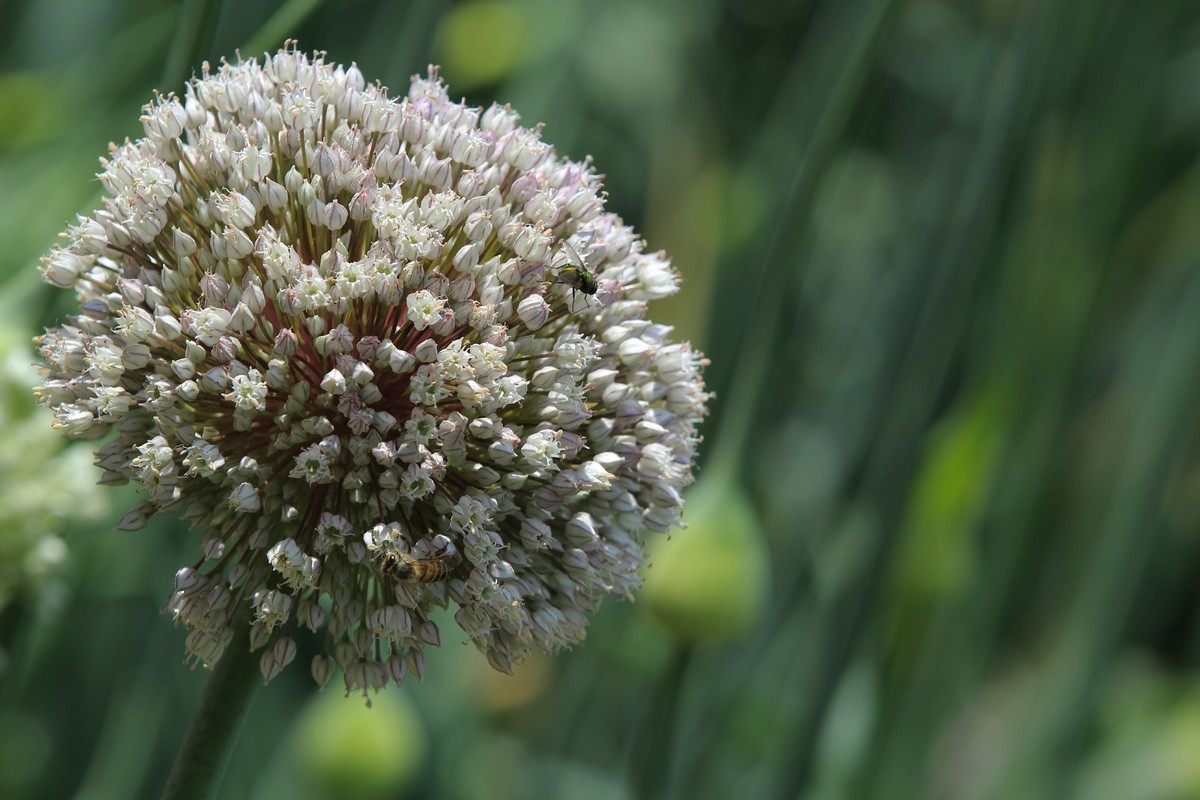 拍摄花卉一（631）