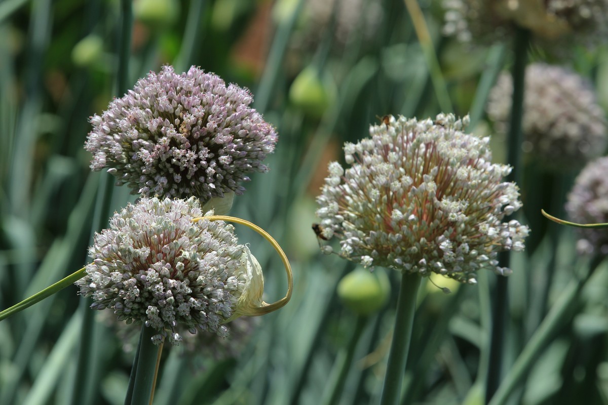 拍摄花卉一（631）