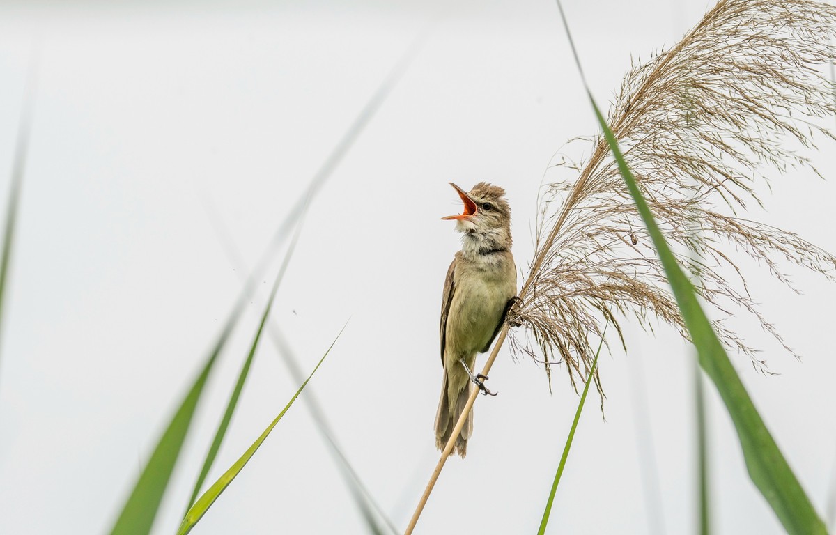 爱唱歌的大苇莺（七）