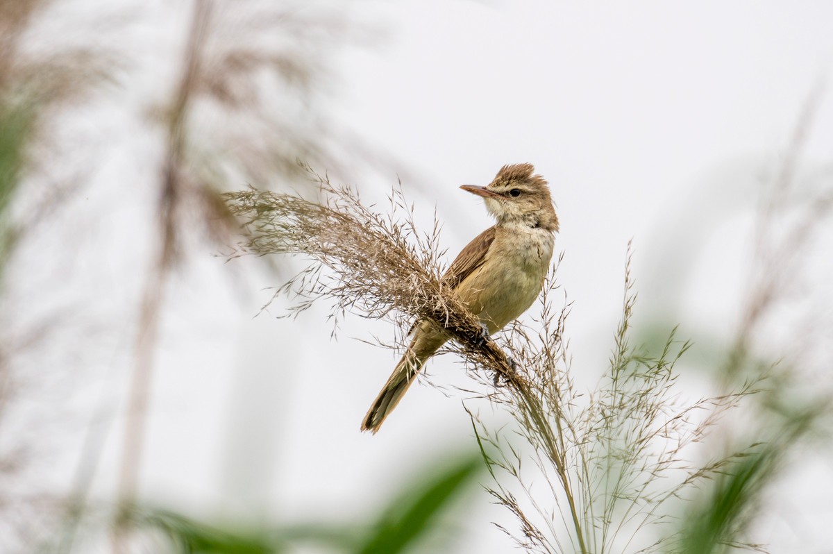 爱唱歌的大苇莺（七）