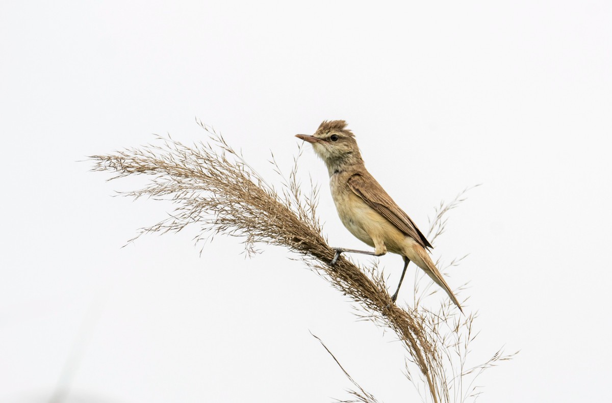 爱唱歌的大苇莺（七）
