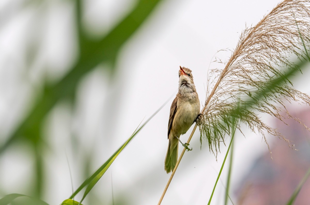爱唱歌的大苇莺（七）