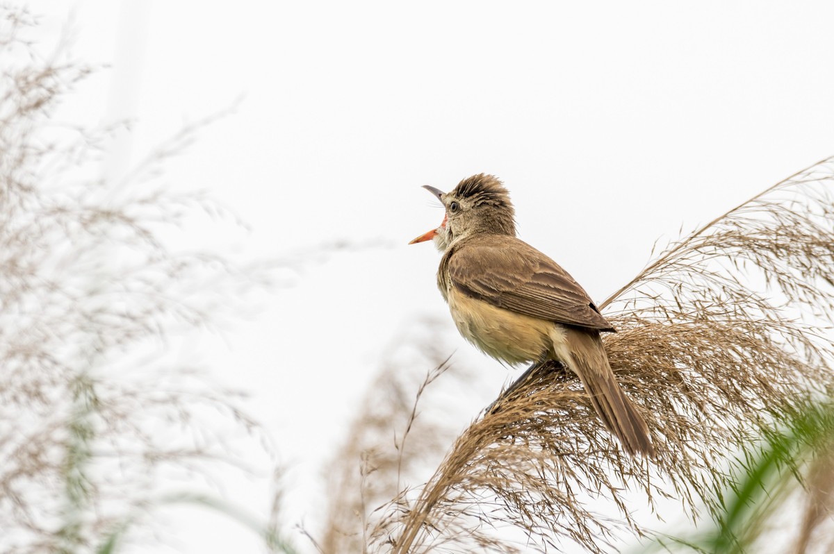 爱唱歌的大苇莺（七）