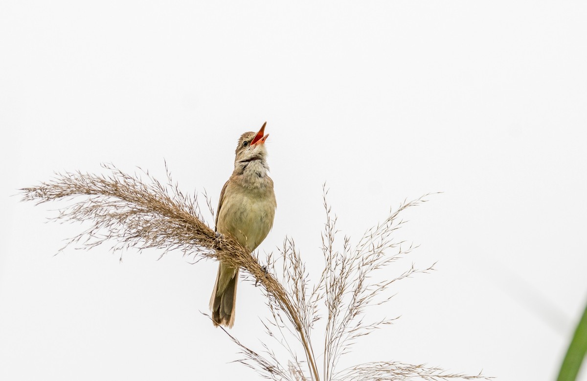 爱唱歌的大苇莺（七）