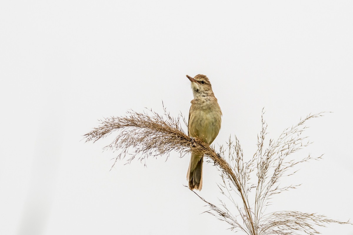 爱唱歌的大苇莺（七）