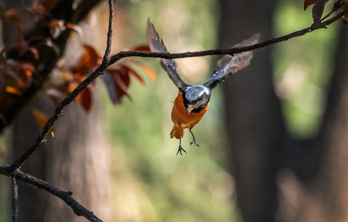 北红尾鸲（三十九）