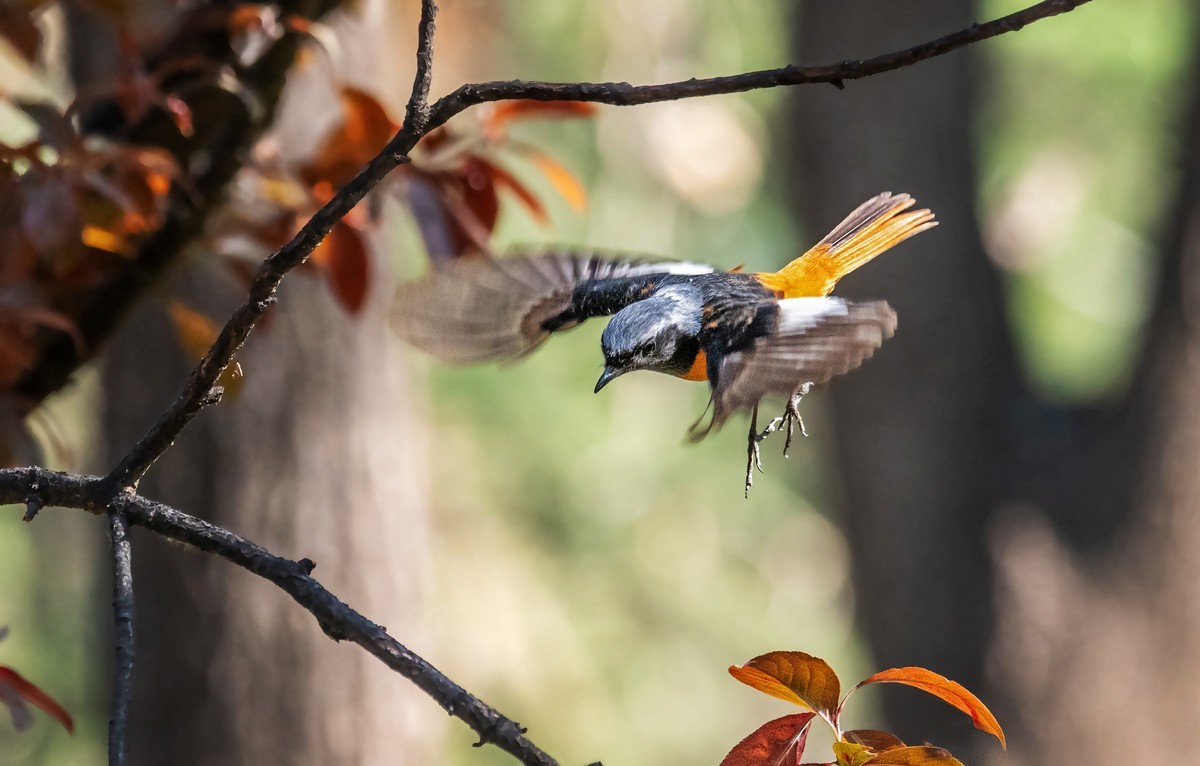 北红尾鸲（三十九）