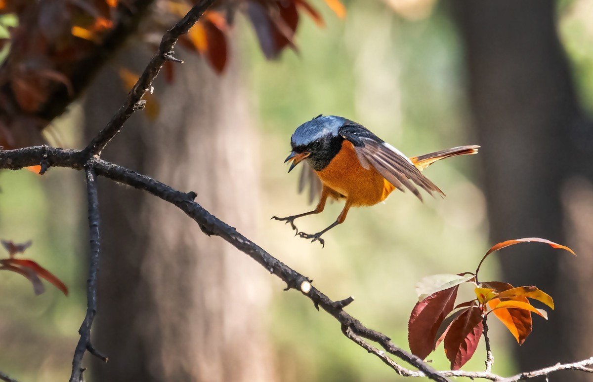 北红尾鸲（三十九）