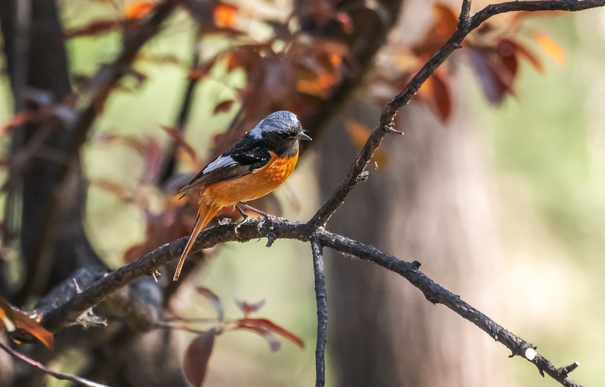 北红尾鸲（三十九）