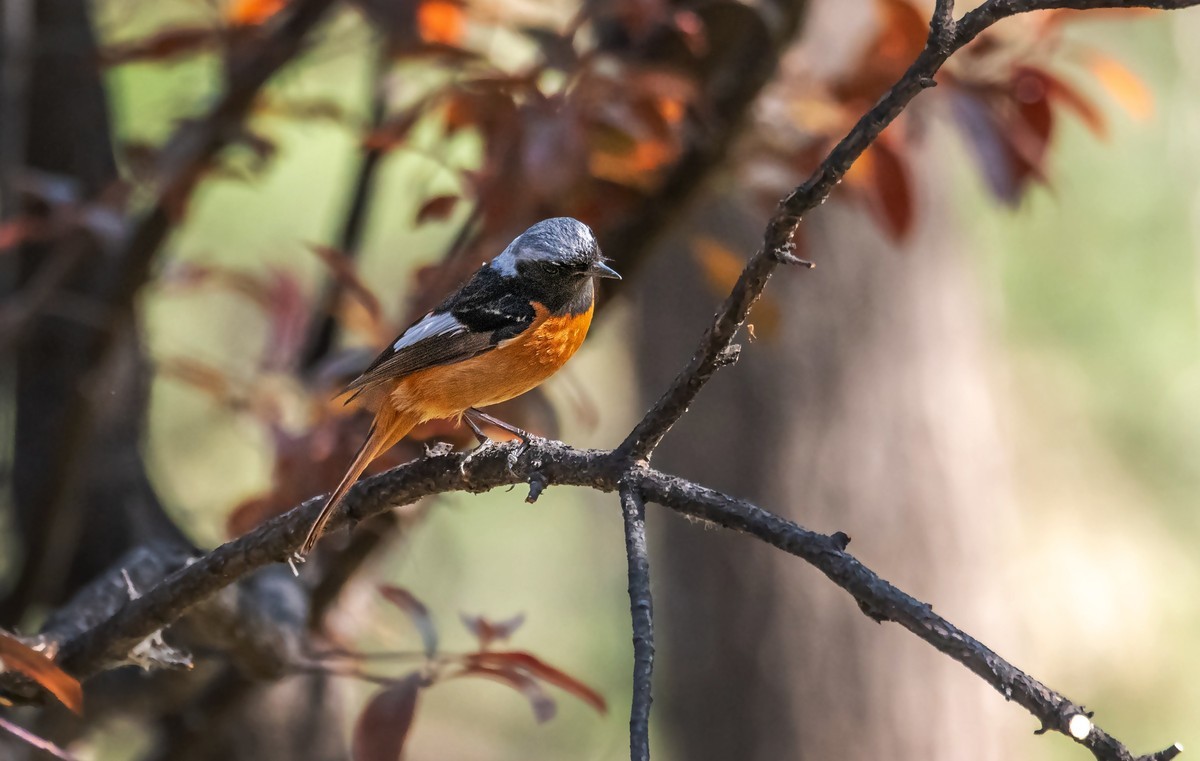 北红尾鸲（三十九）
