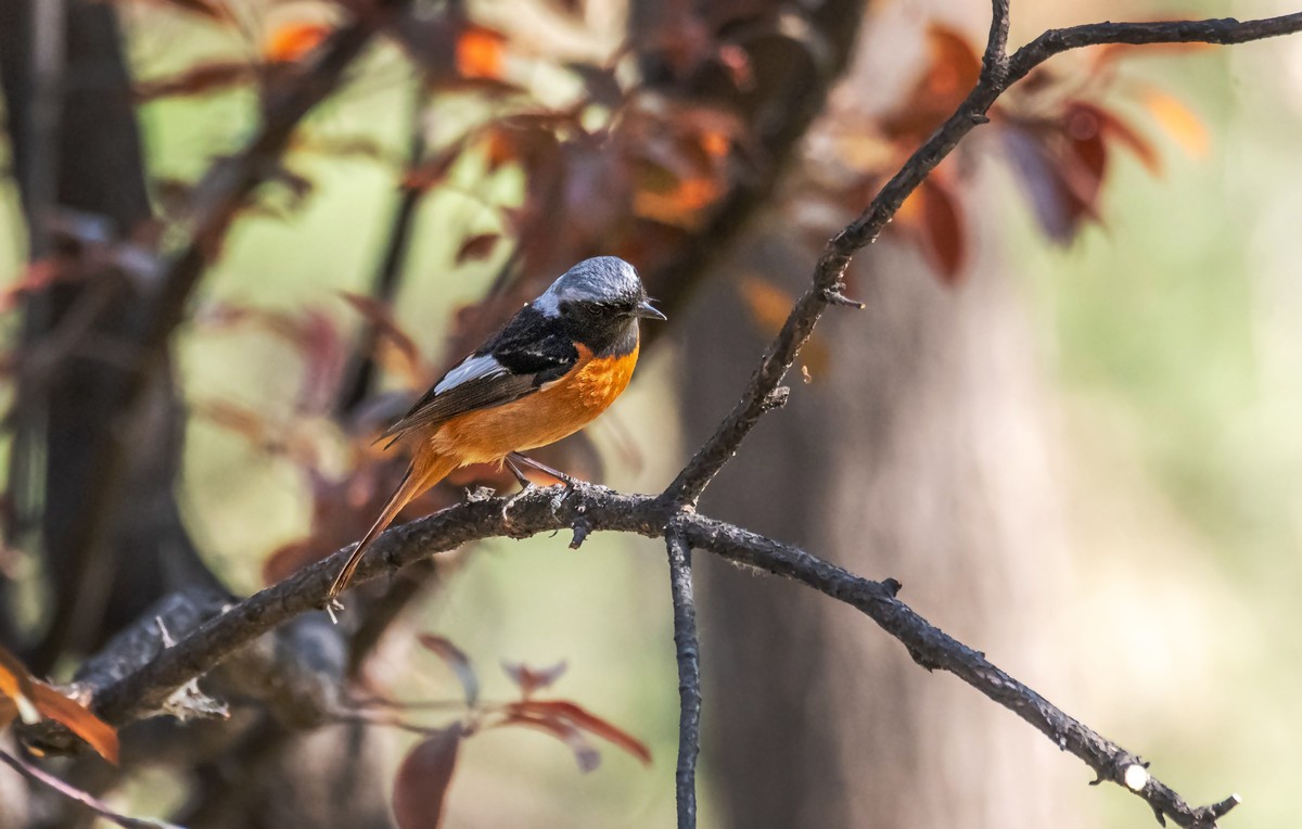 北红尾鸲（三十九）