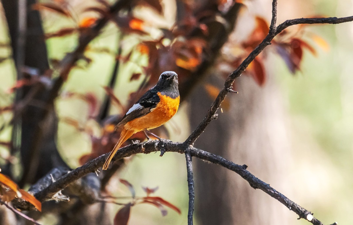 北红尾鸲（三十九）