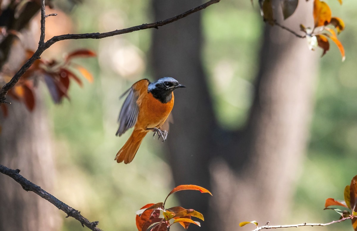 北红尾鸲（三十九）