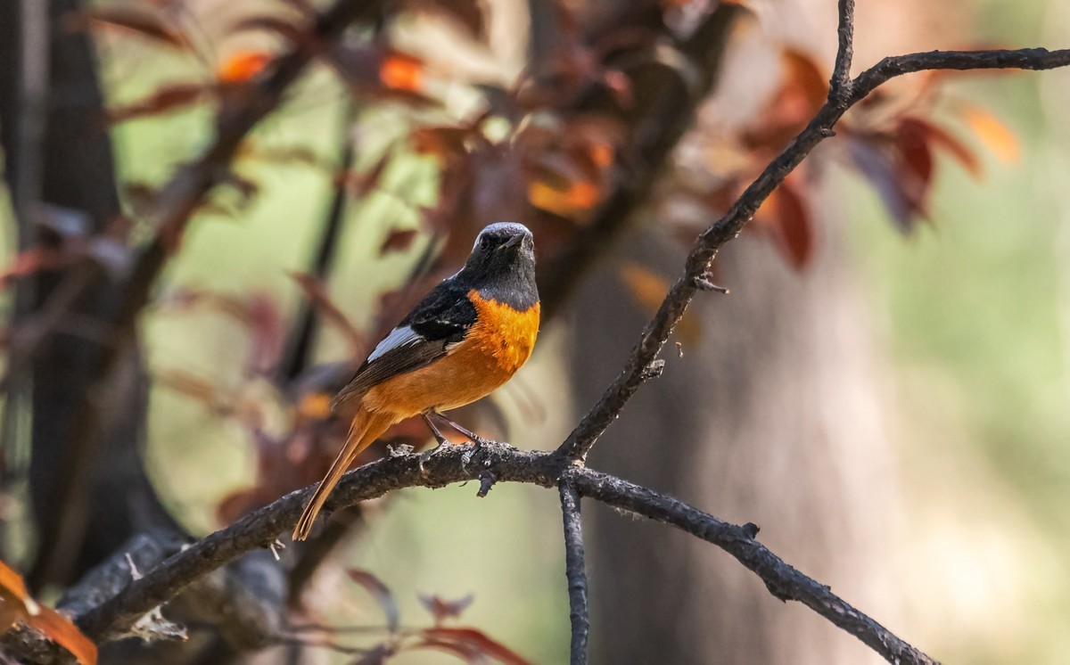 北红尾鸲（三十九）
