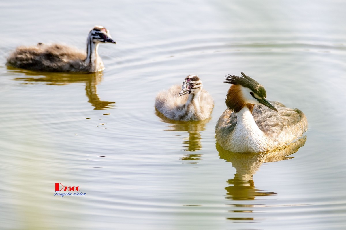 可爱的PI鹈（70）